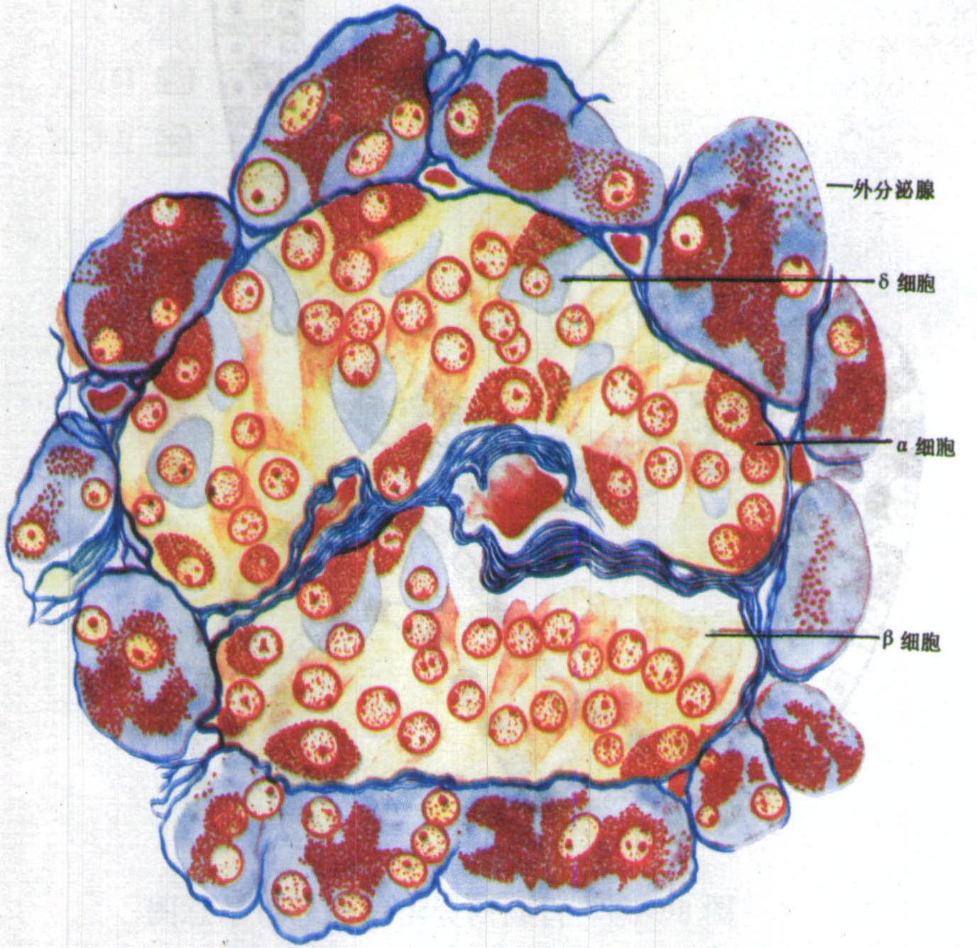 胰腺光镜结构描述图图片